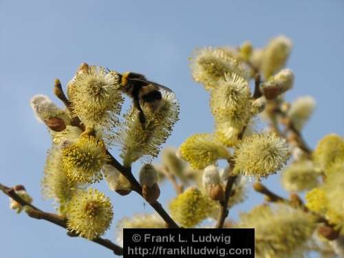 Bumblebee